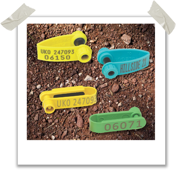 HubSpot Polaroid Templates (1)