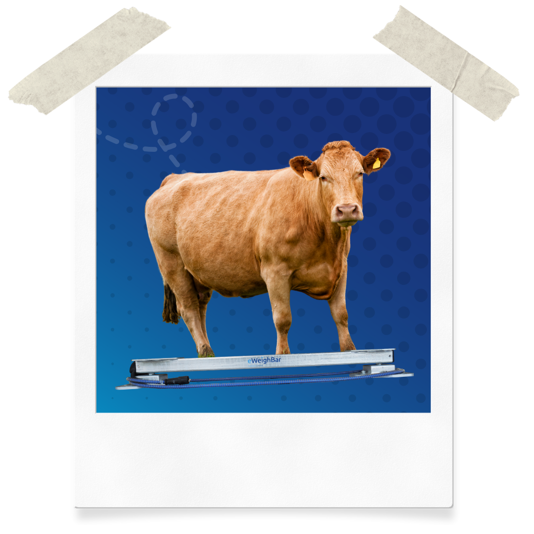 Website Assets (33)