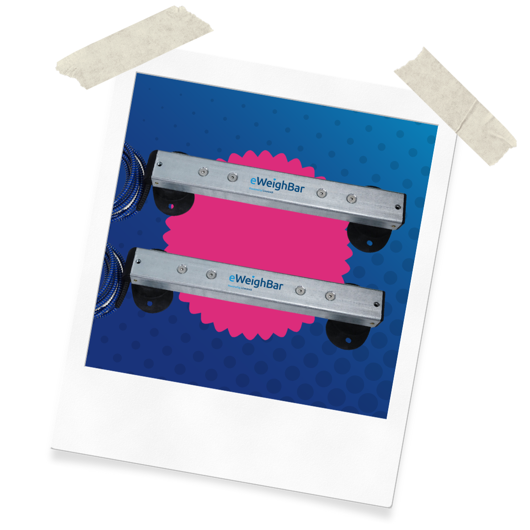 Website Assets (39)