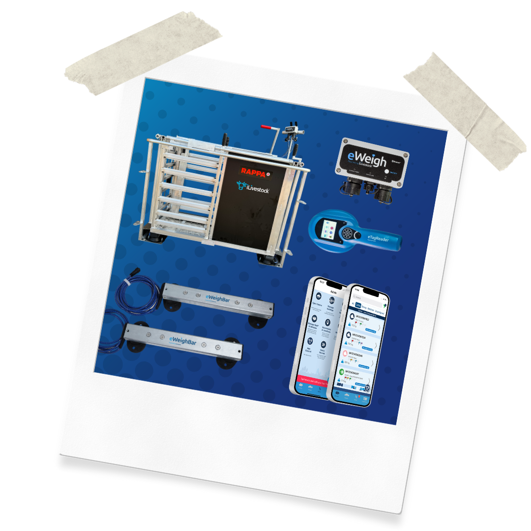 Website Assets (43)