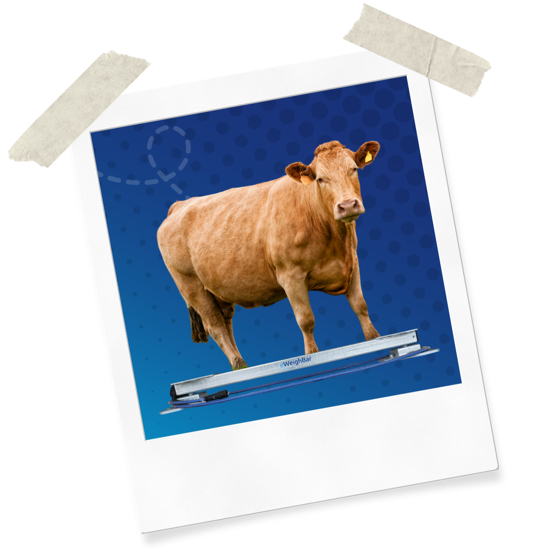 Website Assets (56)